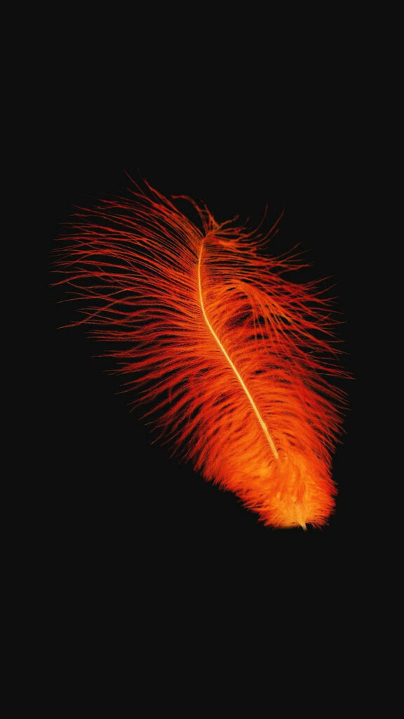 Vivid Orange Feather Graces Dynamic Black Phone Background Wallpaper