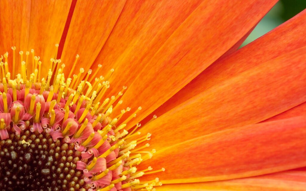 Vibrant Orange Flower Close-Up: Intricate Petals & Green Foliage Wallpaper
