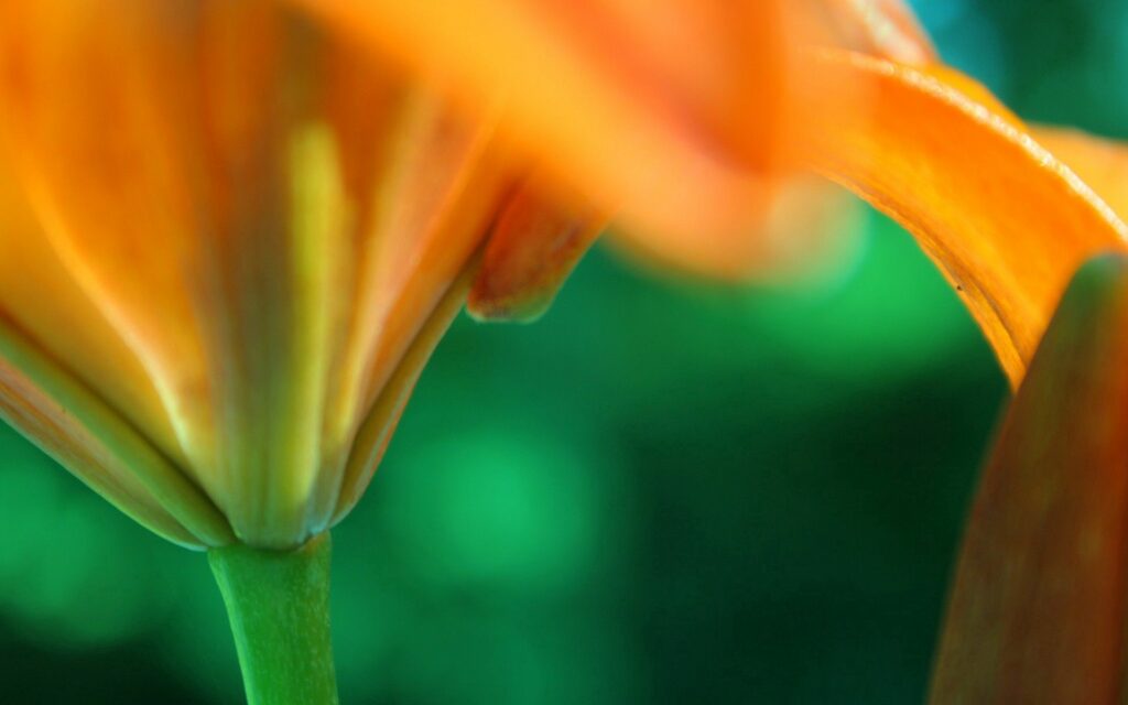 Vibrant Orange Flower Close-Up: Nature Wallpaper Background