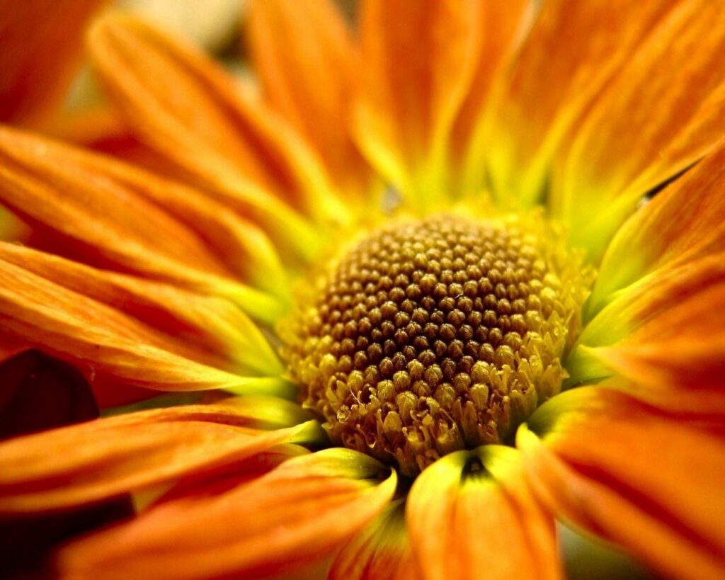 Vibrant Orange Flower Close-Up: Intricate Yellow-Green Center Wallpaper