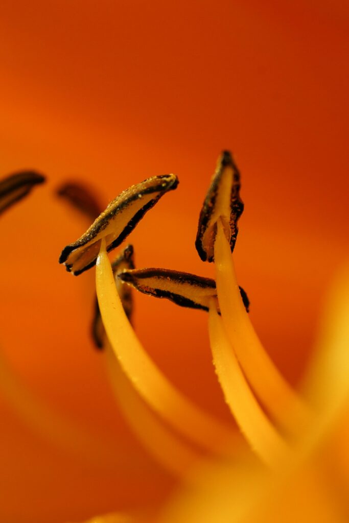 Vibrant Orange Flower Close-Up: Detailed Macro Wallpaper Background