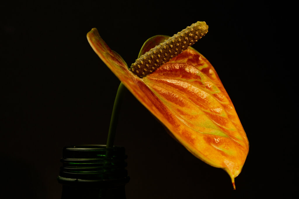 Vibrant Orange Flower Macro Wallpaper: Elegant Dark Background