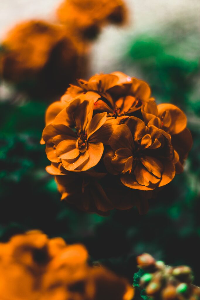 Vibrant Orange Flower Macro Wallpaper - Serene Nature Background