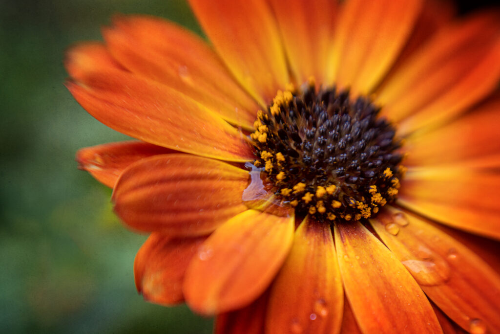 Vibrant Orange Flower Macro with Water Droplets - Wallpaper Background