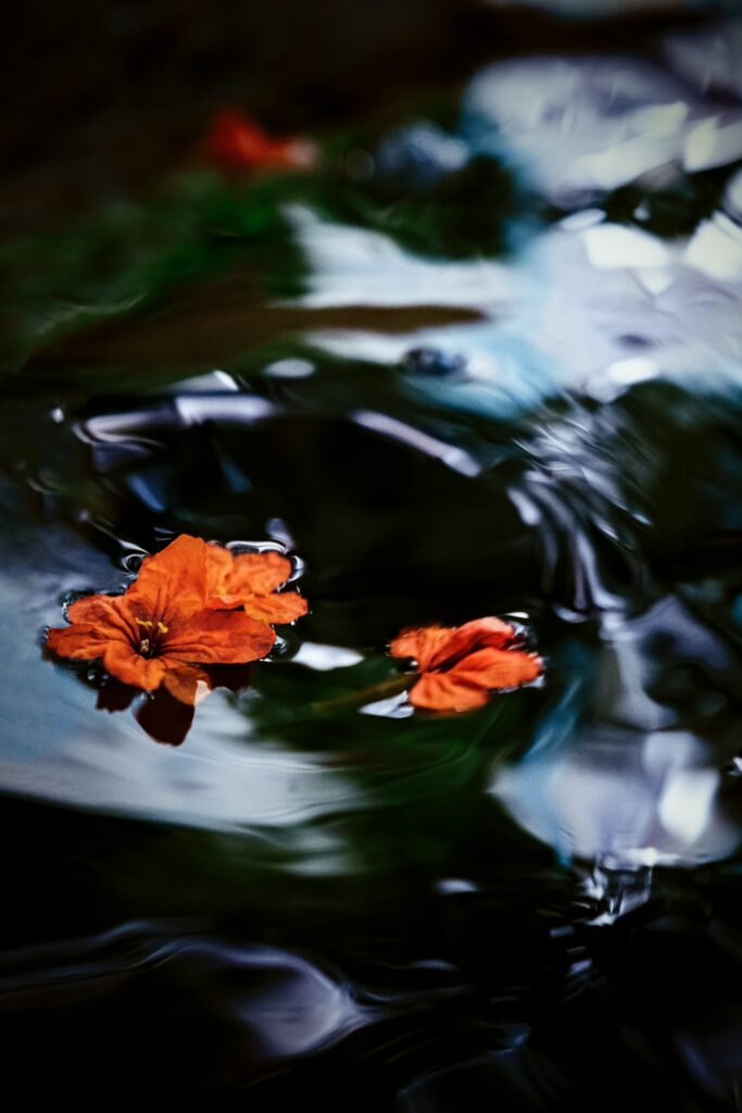 Tranquil Macro Wallpaper: Vibrant Orange Flowers on Rippling Water
