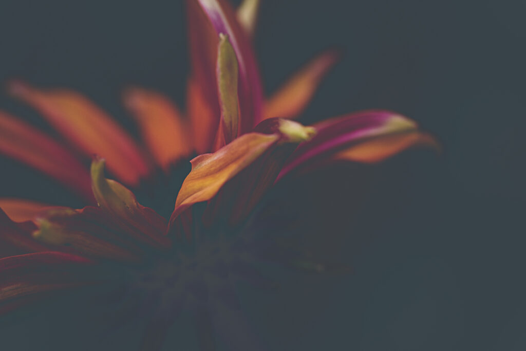 Vibrant Orange Flower Petals Macro Wallpaper on Dark Background