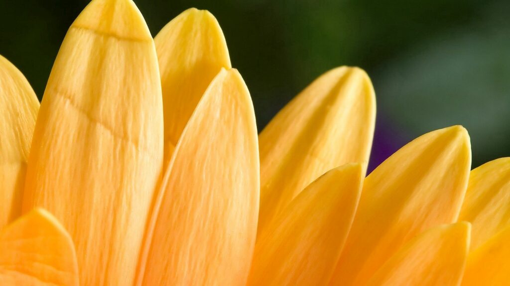 Vibrant Orange Flower Petals Wallpaper Background - Close-Up Beauty