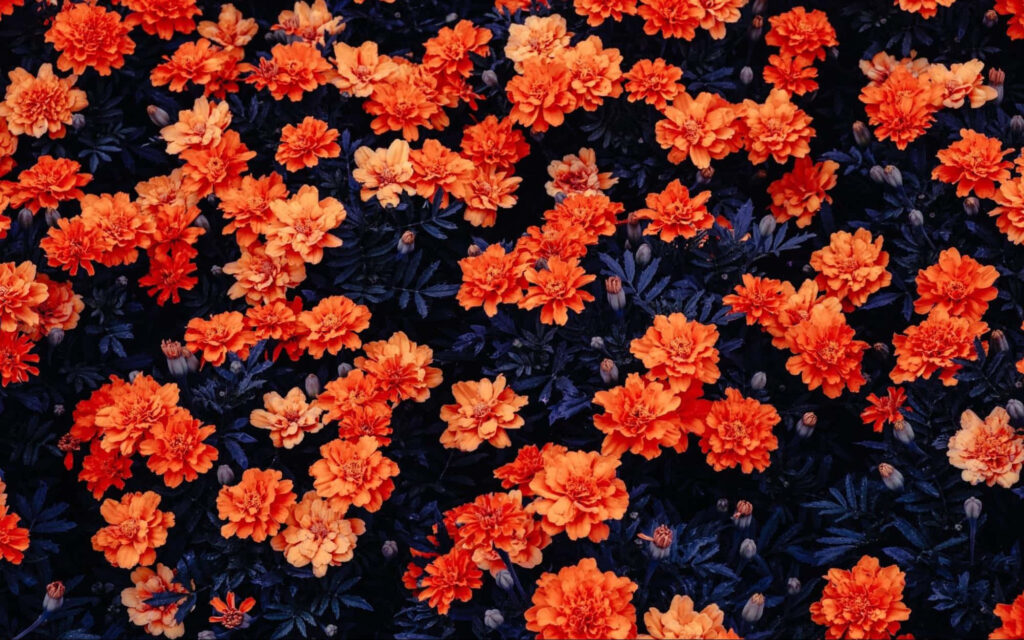 Vibrant Orange Flower Wallpaper - Bold Floral Design for Any Background