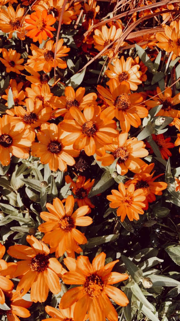 Vibrant Orange Flowers Wallpaper: Lively Floral Background