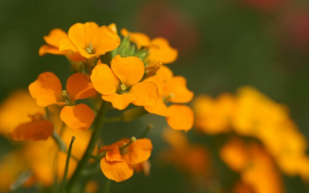 Vibrant Orange Flowers Close-Up on Soft Green Blur Wallpaper
