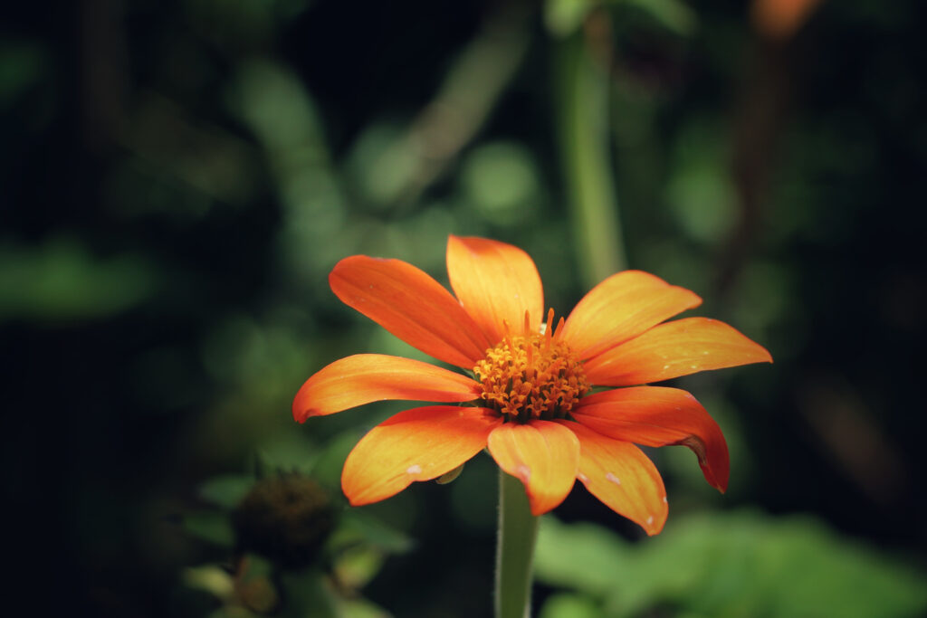 Vibrant Orange Flower Close-Up with Blurred Green Background Wallpaper