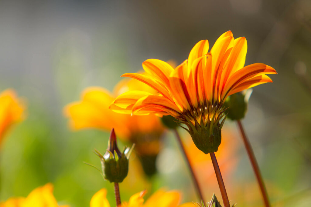 Vibrant Orange Flower Wallpaper - Delicate Petals & Green Stems