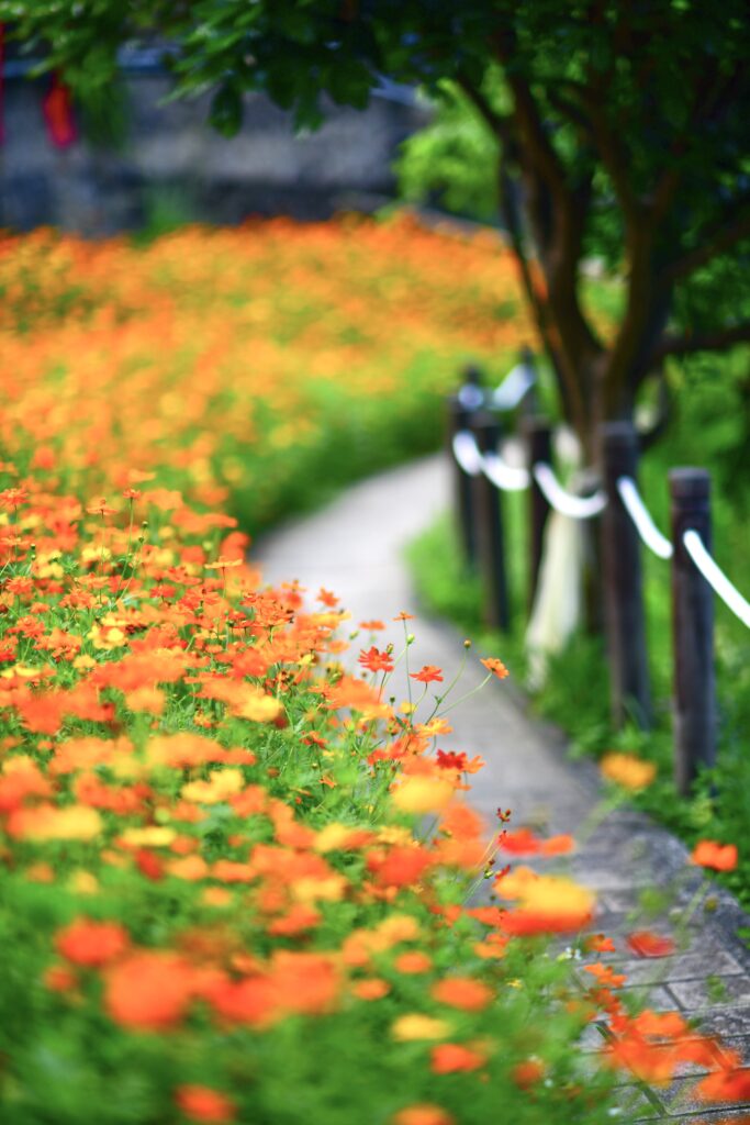 Vibrant Orange Flower Wallpaper: Dreamy Blurred Background Scene