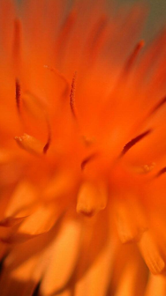 Vibrant Orange Flower Close-Up Wallpaper - Eye-Catching Background