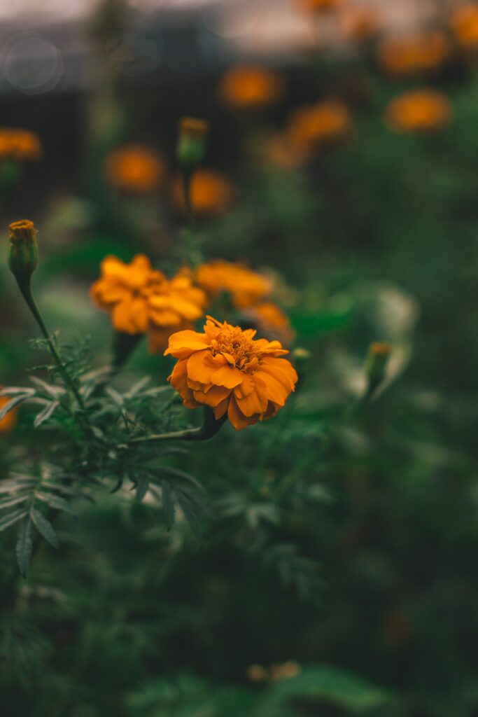 Vibrant Orange Flower Wallpaper: Macro Beauty in Soft Greenery