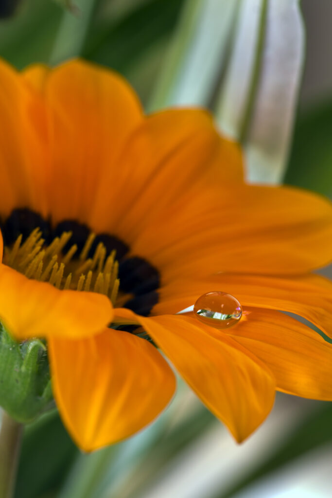 Vibrant Orange Flower Wallpaper: Macro Shot with Water Droplet