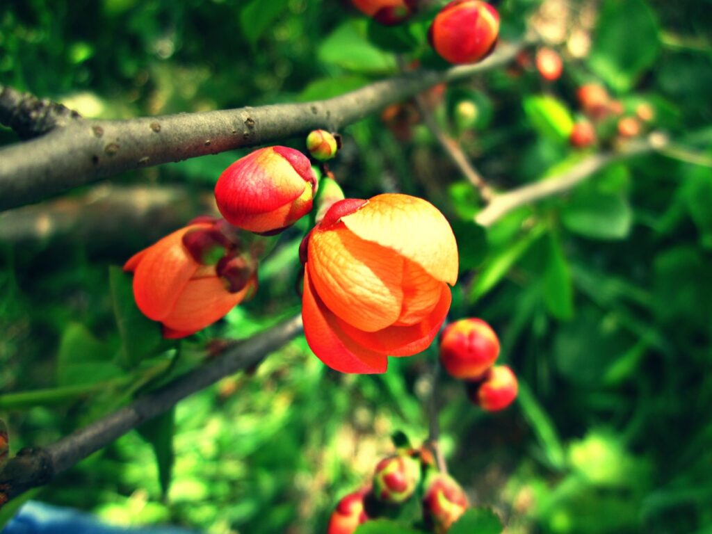 Vibrant Orange Flower Wallpaper Against Lush Green Background