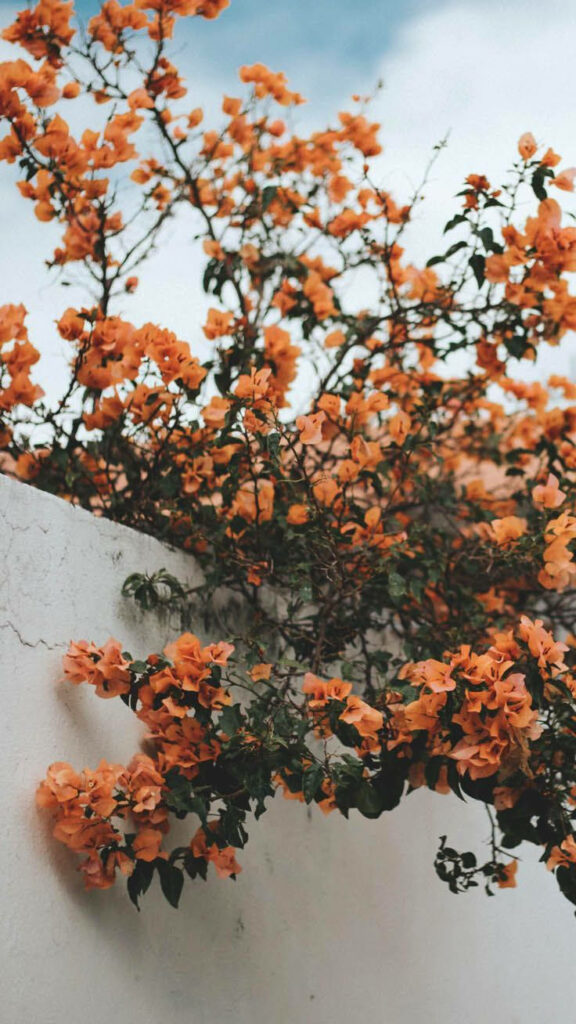 Vibrant Orange Flowers on Rustic White Wall with Serene Blue Sky Wallpaper