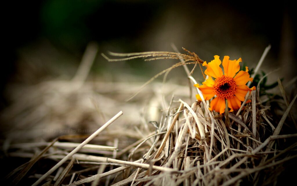 Vibrant Orange Flower Wallpaper Against Dry Hay & Straw Background