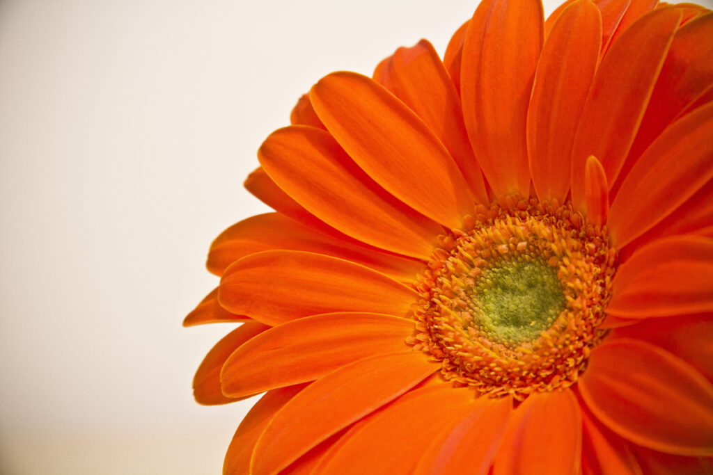 Vibrant Orange Flower Close-Up: Stunning Detail Against Neutral Background Wallpaper