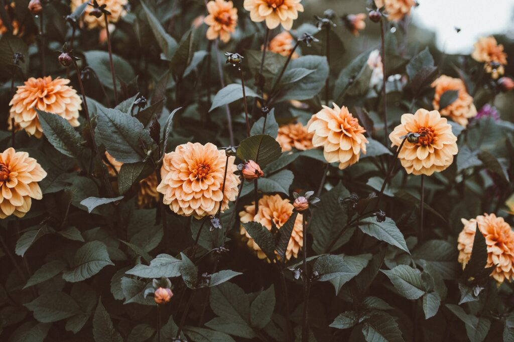 Vibrant Orange Flowers Amid Lush Green Foliage - Serene Wallpaper