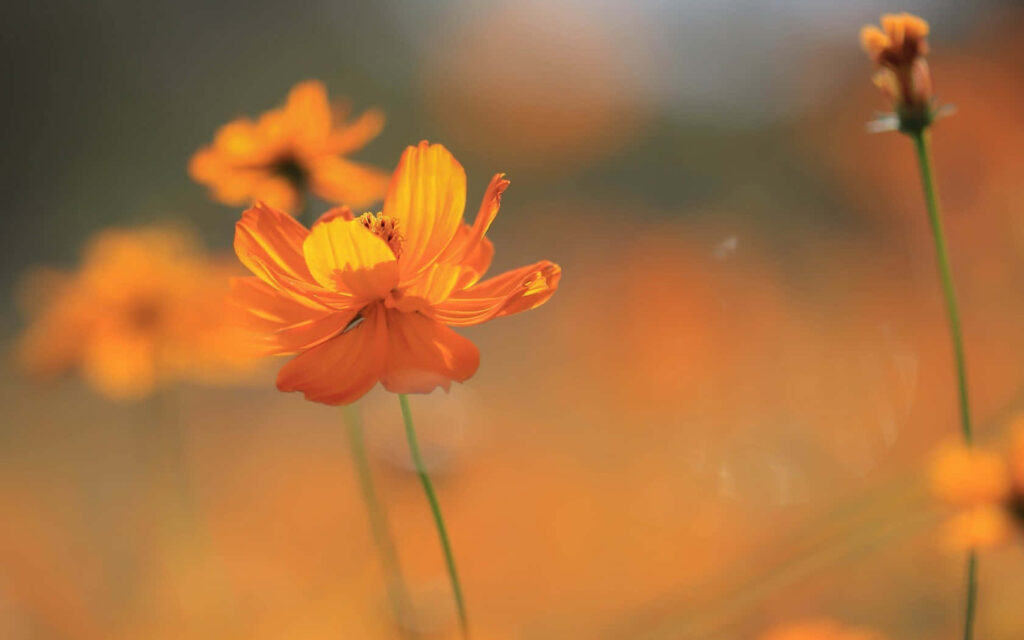 Vibrant Orange Flower Against Soft Blurred Blossom Background Wallpaper