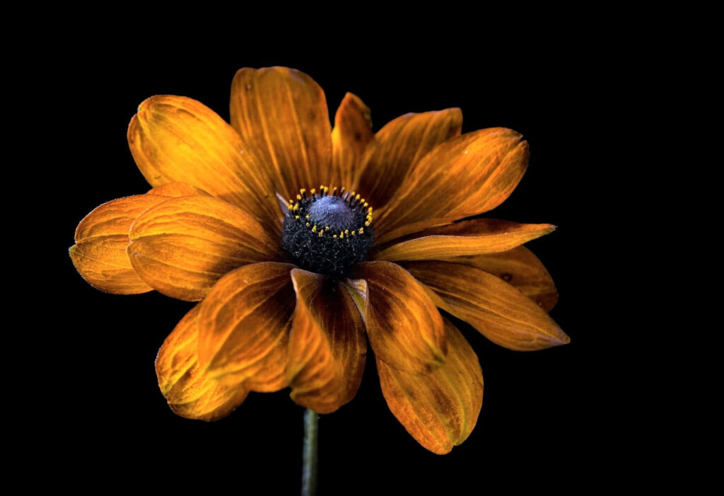 Vibrant Orange Flower Wallpaper on Bold Black Background