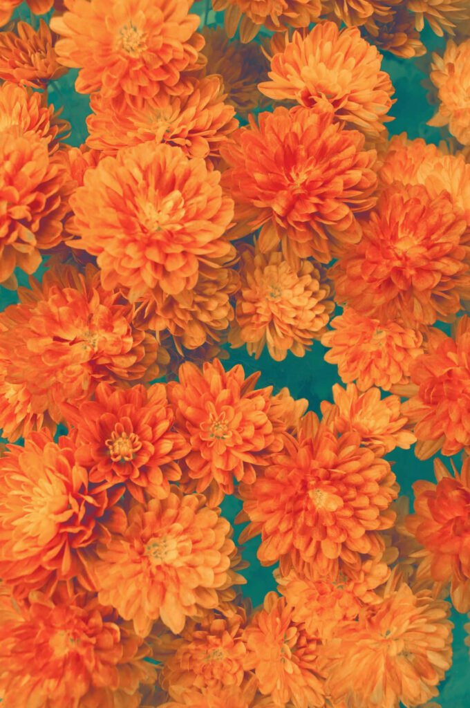Vibrant Orange Flower Wallpaper Against Lush Green Background
