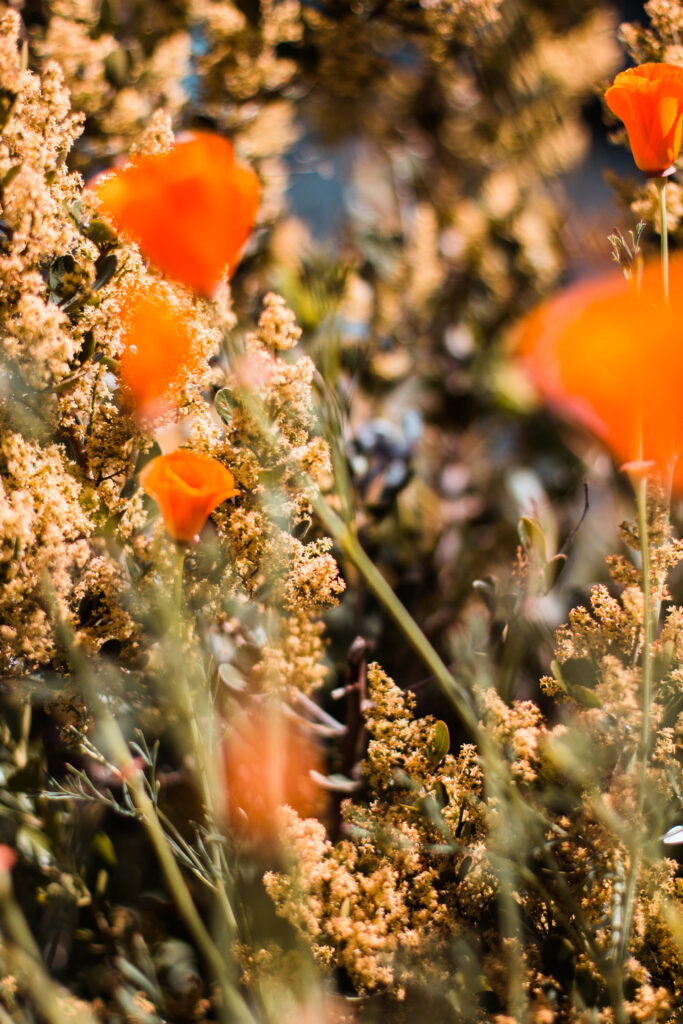 “Vibrant Orange Flower Wallpaper with Blurred Foliage Background”