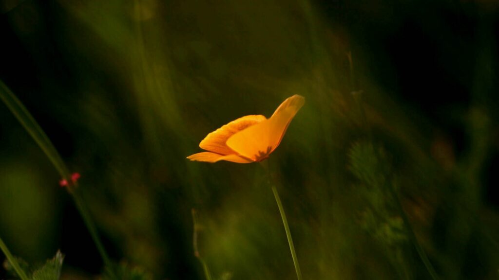 Vibrant Orange Flower Wallpaper: Serene Nature Background