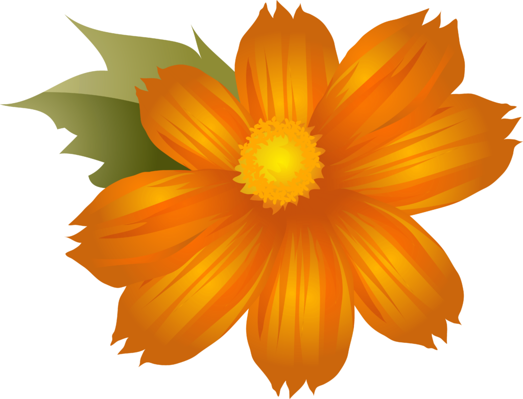 Vibrant Orange Flower Illustration on Transparent Background Wallpaper