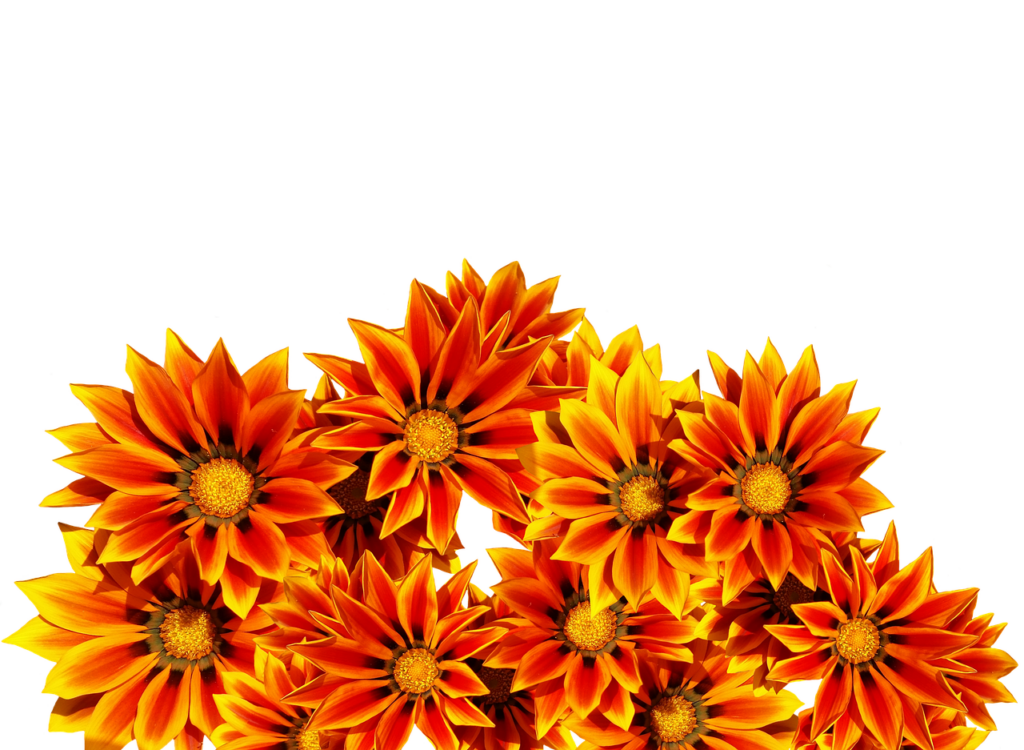 Vibrant Orange Flowers on Dramatic Black Background Wallpaper