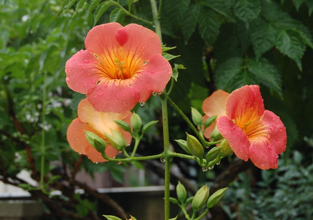 Vibrant Orange Flower Wallpaper with Dewy Petals & Green Background