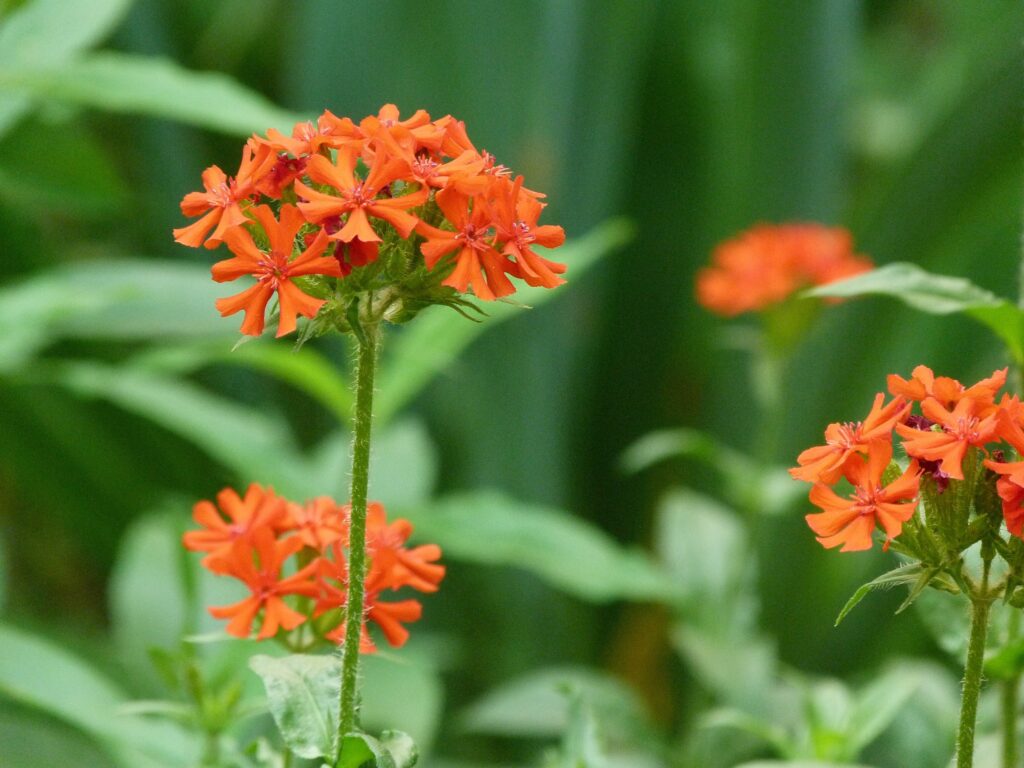 Vibrant Orange Flowers on Lush Green Background - Close-Up Wallpaper