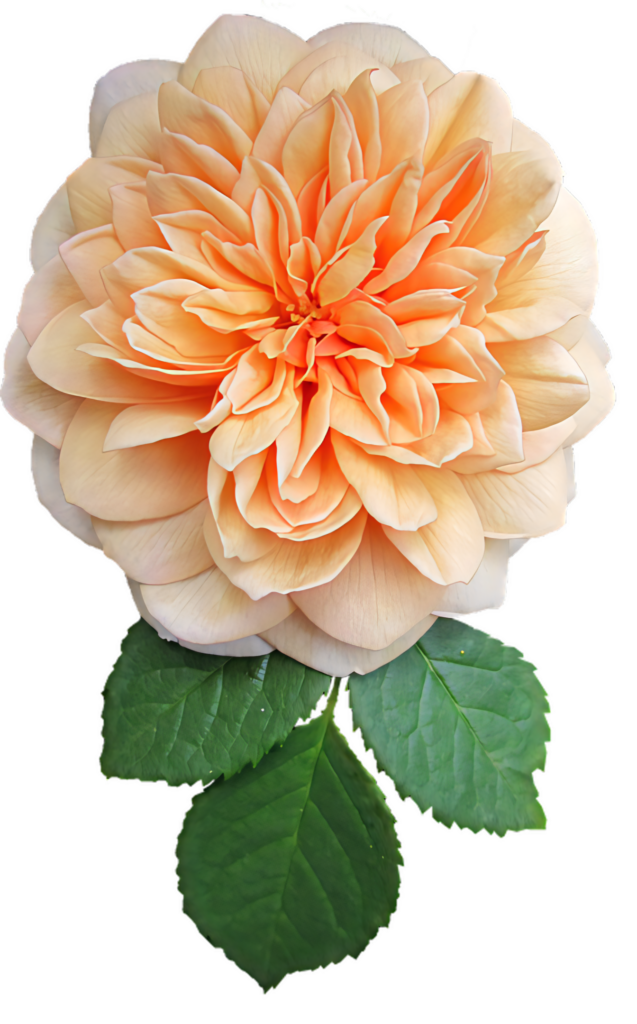 Vibrant Orange Flower Wallpaper with Layered Petals & Green Leaves