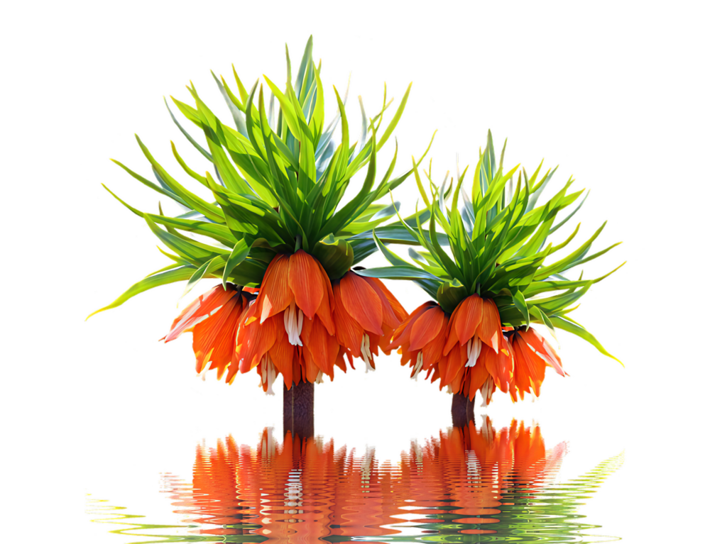 Vibrant Orange Flower Wallpaper with Serene Green Leaf Reflection