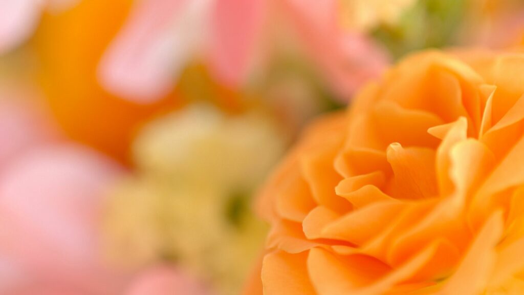 Vibrant Orange Flower Wallpaper with Soft Bokeh Background