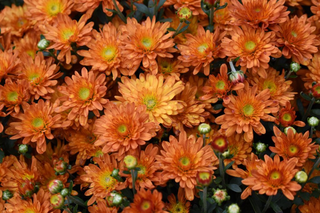 Vibrant Orange Flower Wallpaper with Fresh Water Droplets Background