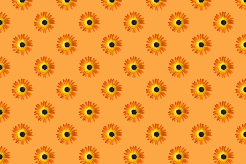 Vibrant Orange Flower Wallpaper with Yellow Centers - Cheerful Design