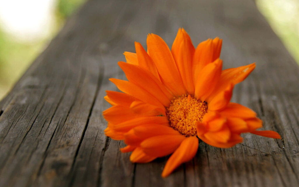 Vibrant Orange Flower on Rustic Wooden Bench - Serene Background Wallpaper
