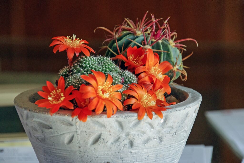 Vibrant Potted Cactus with Orange Flowers - Earthy Succulent Wallpaper