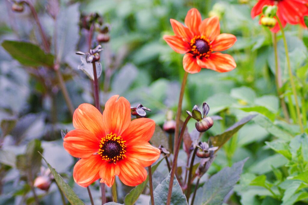 Close-Up of Vibrant Orange Flowers on Lush Green Background Wallpaper