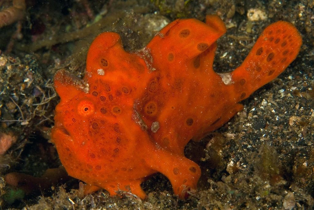 Vibrant orange frogfish camouflaged on dark textured seafloor detailed underwater macro photo Wallpaper