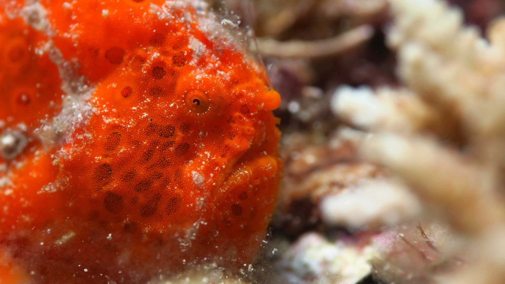 Vibrant orange frogfish with textured skin blending into blurred coral reef macro wallpaper