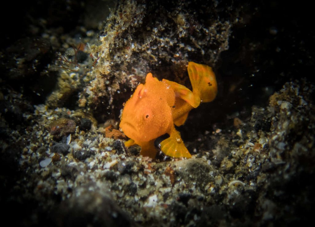 Macro image of vibrant orange frogfish on dark pebbly seabed underwater background wallpaper