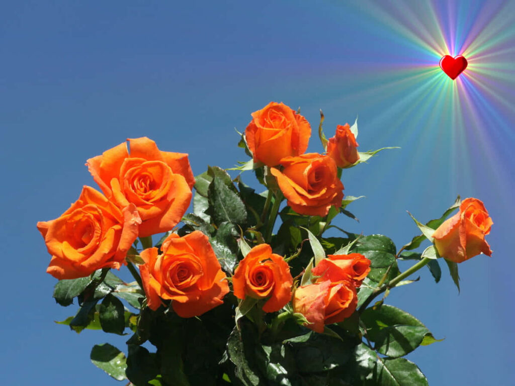 Vibrant Orange Rose Bouquet with Rainbow Heart Against Blue Sky Wallpaper