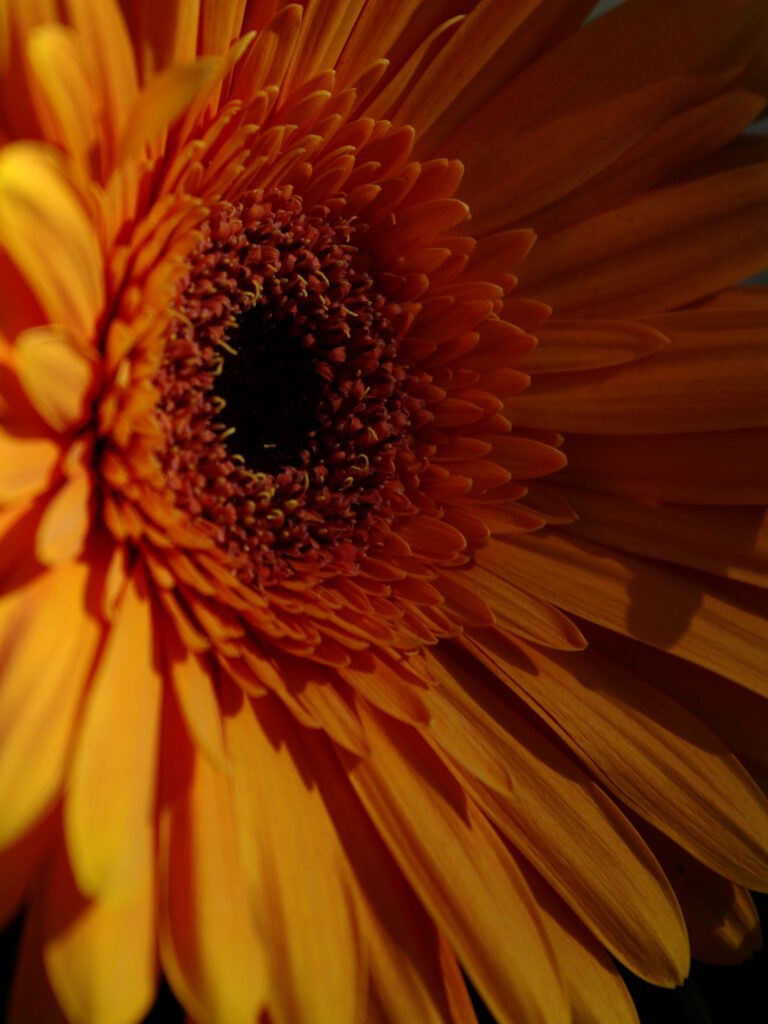 Vibrant Orange Gerbera Flower Macro: Detailed Beauty Wallpaper