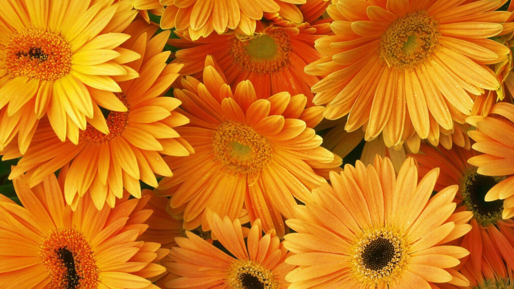 Vibrant Orange Gerbera Flowers: Cheerful Floral Wallpaper Background