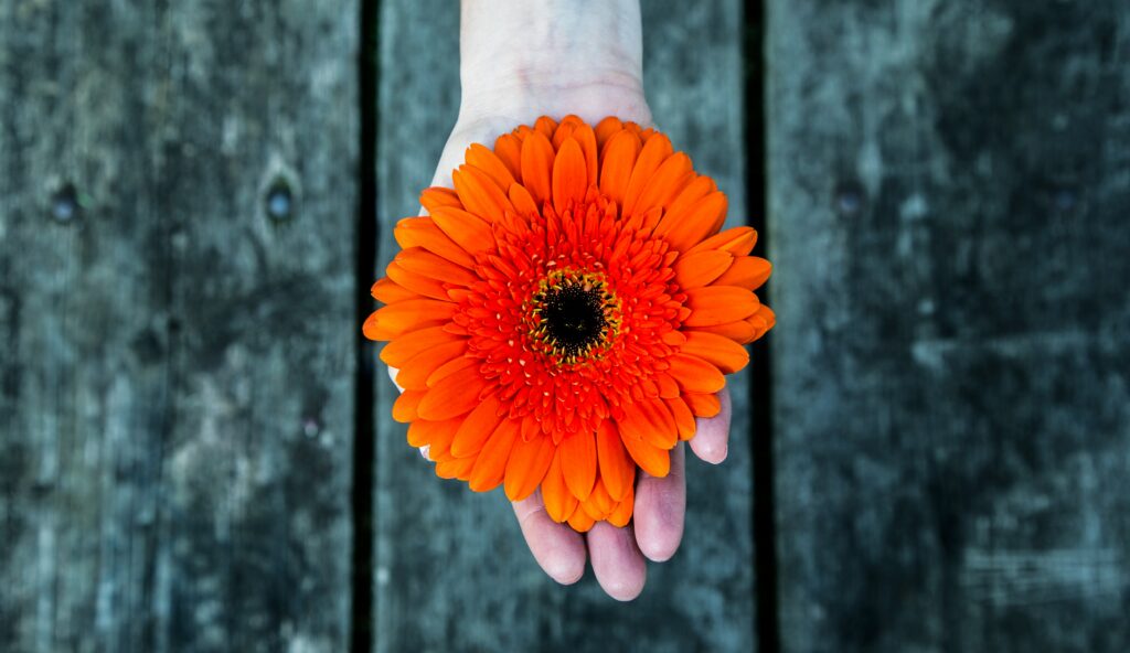 Vibrant Orange Gerbera Flower in Hand with Rustic Wooden Background Wallpaper