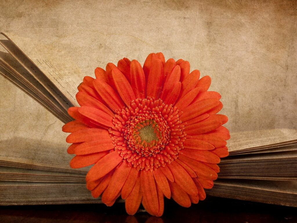 Vibrant Orange Gerbera Flower on Rustic Book Background Wallpaper